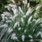 Пеннисетум Pennisetum Peppa Pig